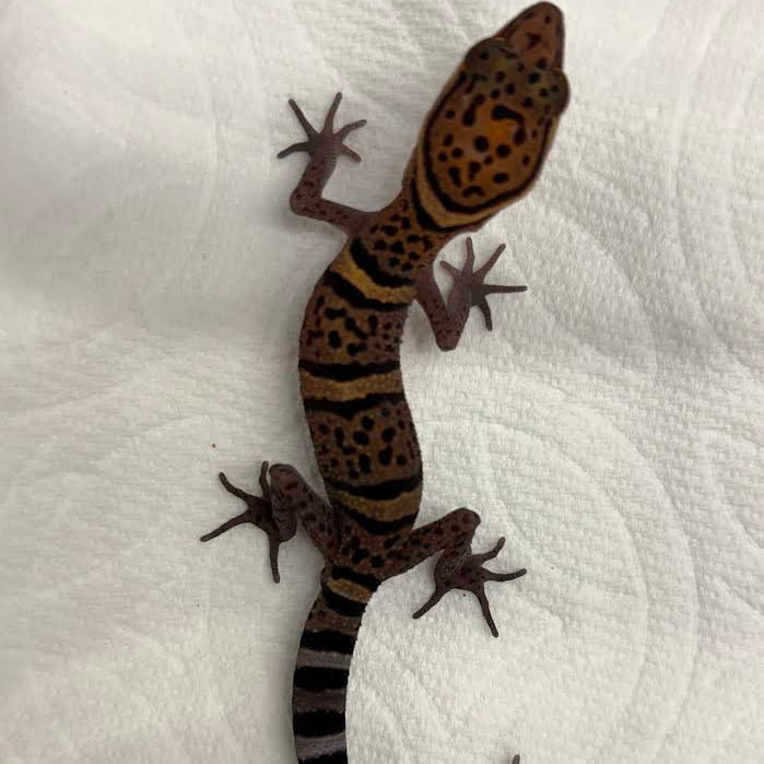 Goniurosaurus bawanglingensis (Bawangling Tiger Cave Gecko)