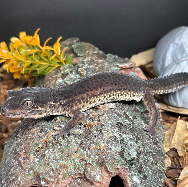 Eublepharis macularius (Leopard Gecko) Black Night - Female