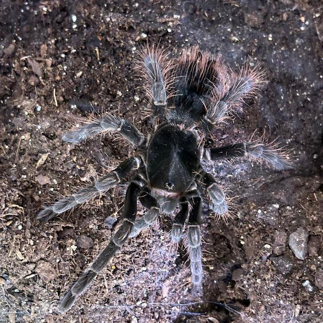 Theraphosinae sp 'Megacarapace' Colombia