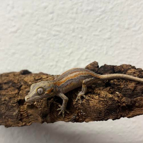 Rhacodactylus auriculatus (Gargoyle Gecko) Normal Stripe Orange