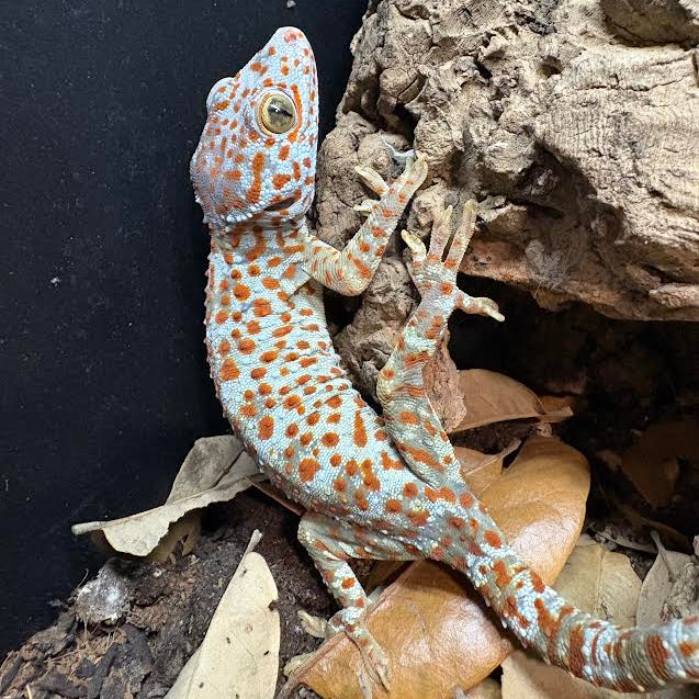 Gekko gecko (Tokay Gecko) PAradox male | Het Granite Female