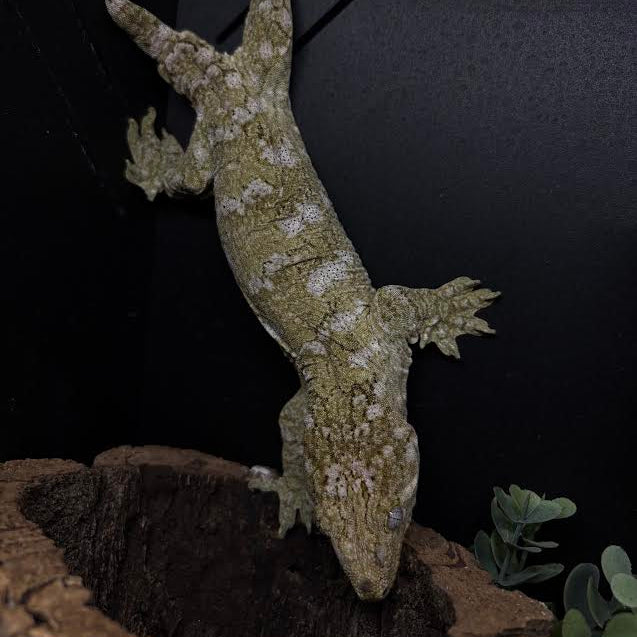 Rhacodactylus leachianus (New Caledonian Giant Gecko) Grande Terre FEMALE