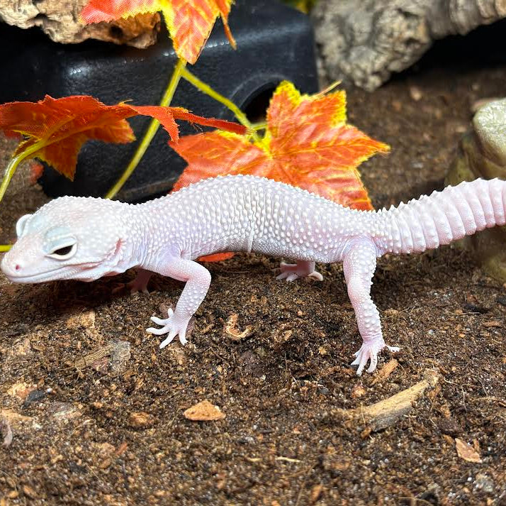 Eublepharis macularius (Leopard Gecko) Blizzard Female