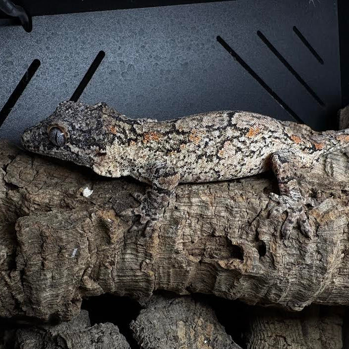 Rhacodactylus auriculatus (Gargoyle Gecko) Orange MALE