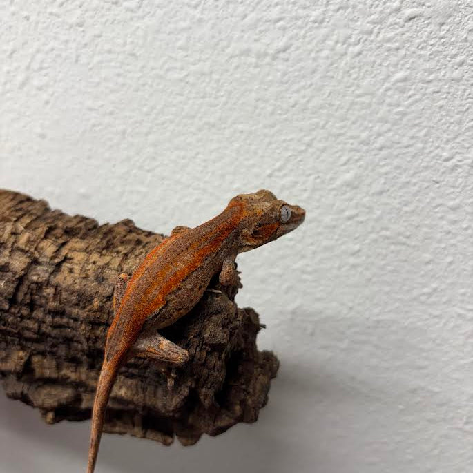 Rhacodactylus auriculatus (Gargoyle Gecko) Red Stripe