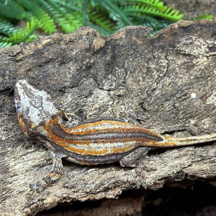 Rhacodactylus auriculatus (Gargoyle Gecko) Red Stripe