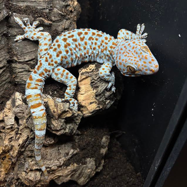 Gekko gecko (Tokay Gecko) PAradox male | Het Granite Female