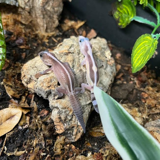 Hemitheconyx caudicinctus (Fat-tailed Gecko) MIX