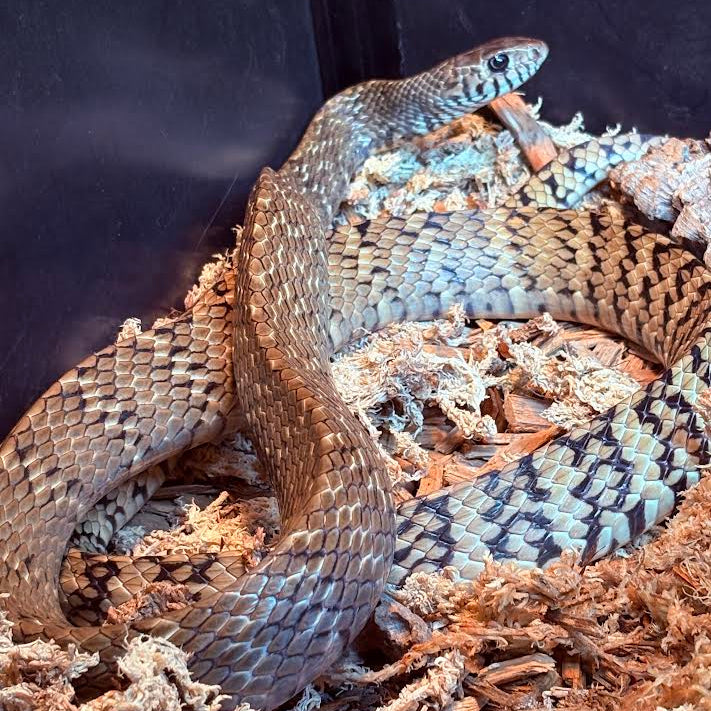 Pytas mucosa (Indian Rat Snake) 4-5'