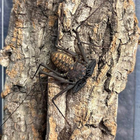 Phrynus sp. 'Nicaragua' (Tailless Whip Scorpion)