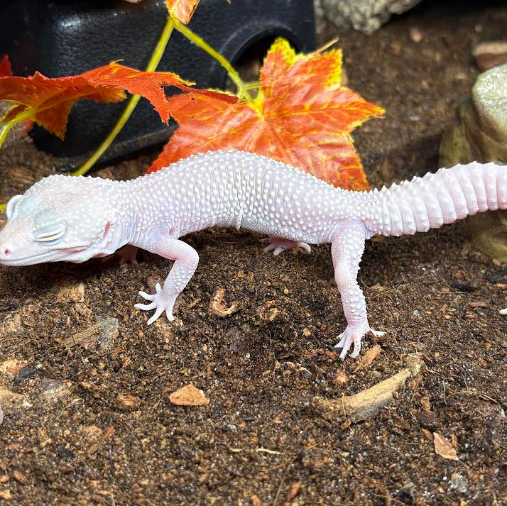 Eublepharis macularius (Leopard Gecko) Blizzard Female