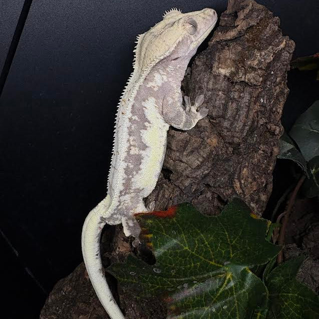Correlophus ciliatus (Crested Gecko) Red Lily White MALE