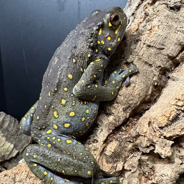 Asian Yellow-spotted Climbing Toad (Rentapia hosii)