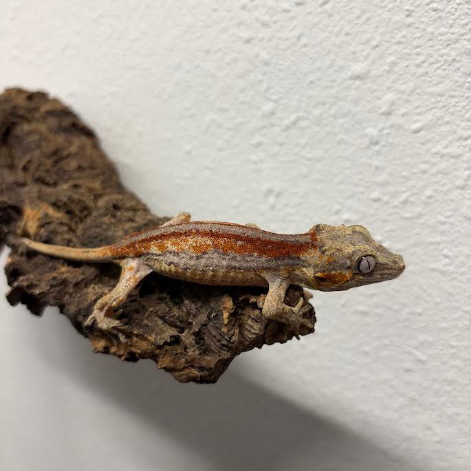 Rhacodactylus auriculatus (Gargoyle Gecko) Red Stripe