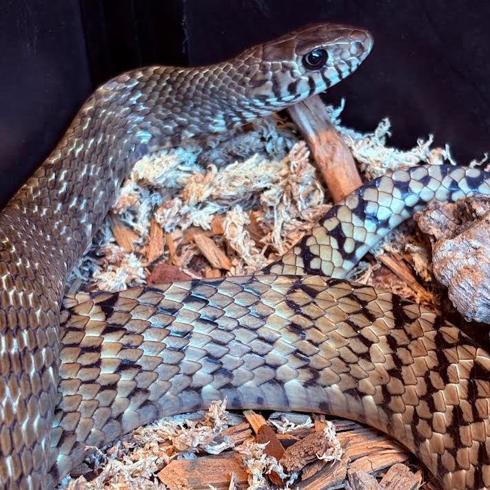 Pytas mucosa (Indian Rat Snake) 4-5'
