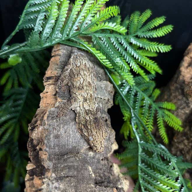 Rhacodactylus leachianus (New Caledonian Giant Gecko) GTX
