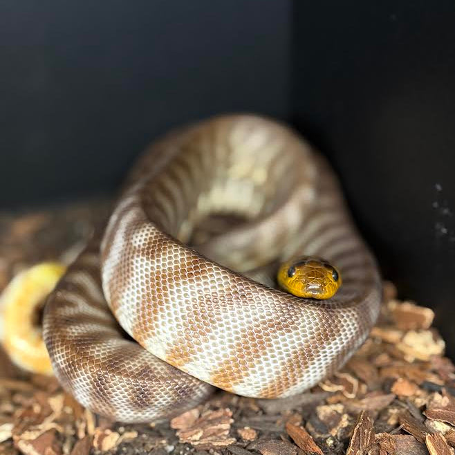 Woma Python Ramsayi Woma Python (Aspidites ramsayi) MALE – Spider Shoppe