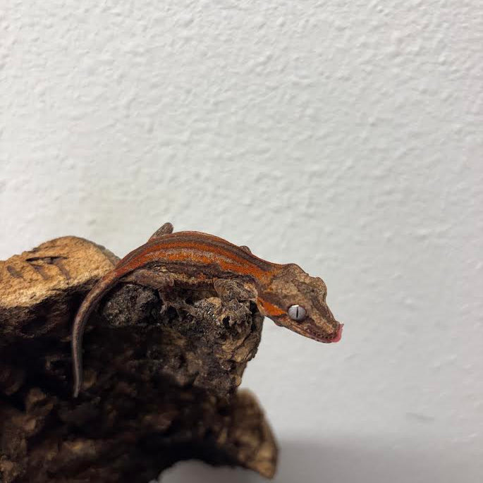 Rhacodactylus auriculatus (Gargoyle Gecko) Red Stripe