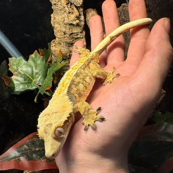 Correlophus ciliatus (Crested Gecko) Extreme Harlequin Tricolor Female