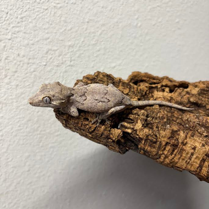 Rhacodactylus auriculatus (Gargoyle Gecko) Normal Reticulated