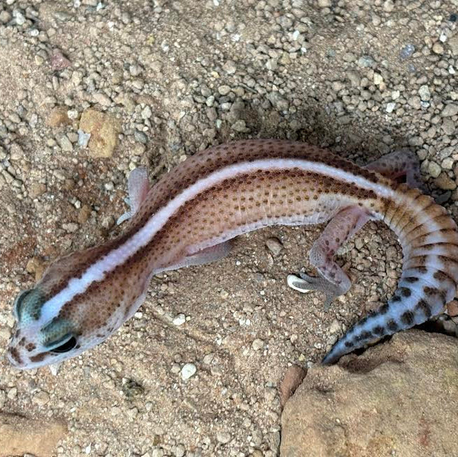 Hemitheconyx caudicinctus (Fat-tailed Gecko) PATTERNLESS STRIPE