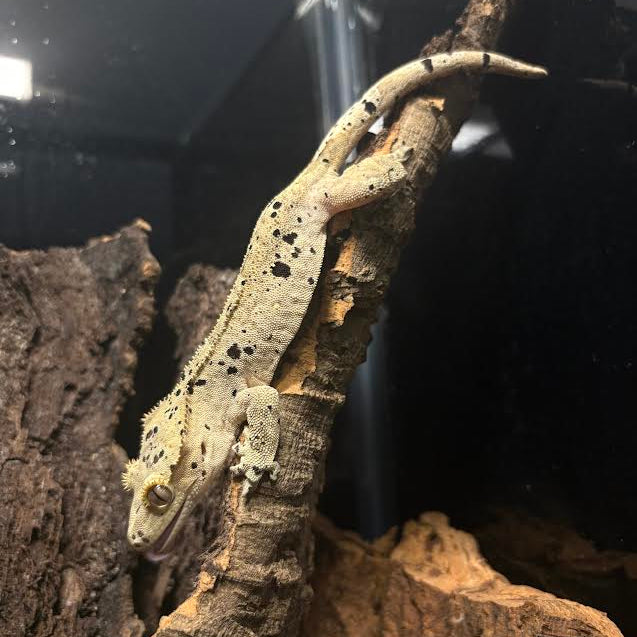 Correlophus ciliatus (Crested Gecko) Super Dalmatian FEMALE