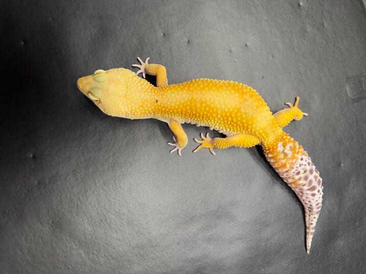 Eublepharis macularius (Leopard Gecko) Super Hypo Tangerine Female #2