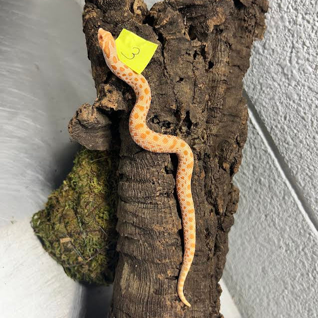 Heterodon nasicus (Western Hognose Snake) Albino Conda Juvenile