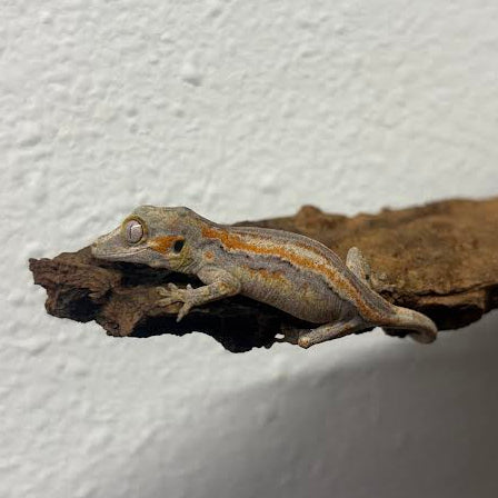 Rhacodactylus auriculatus (Gargoyle Gecko) Normal Stripe Orange