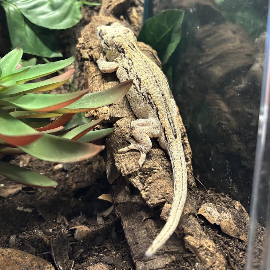 Rhacodactylus auriculatus (Gargoyle Gecko) Normal Stripe (Male) (Diamond)