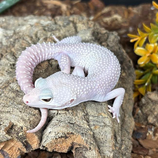 Eublepharis macularius (Leopard Gecko) Blizzard