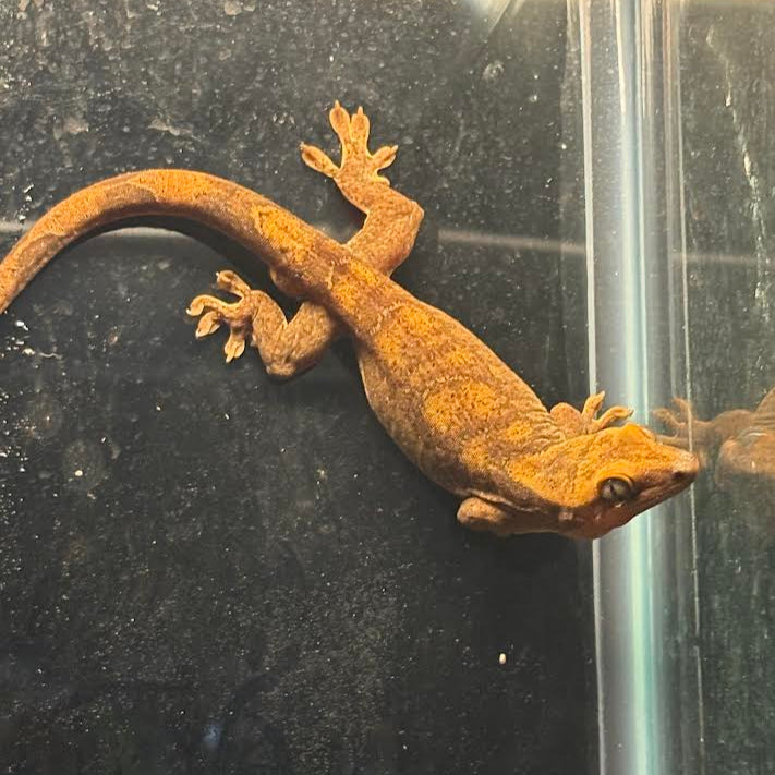 Correlophus sarasinorum (Roux's Giant Gecko)