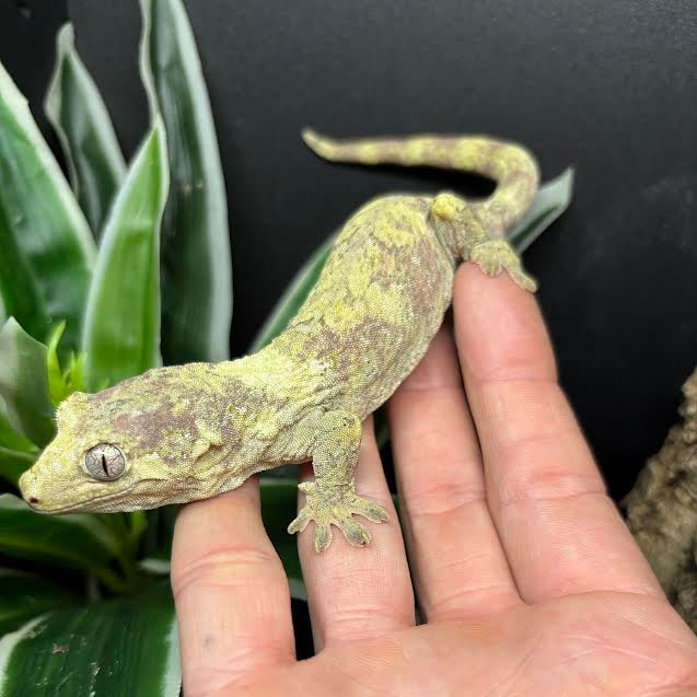 Mniarogekko chahoua (Chahoua Gecko) White Collar FEMALE