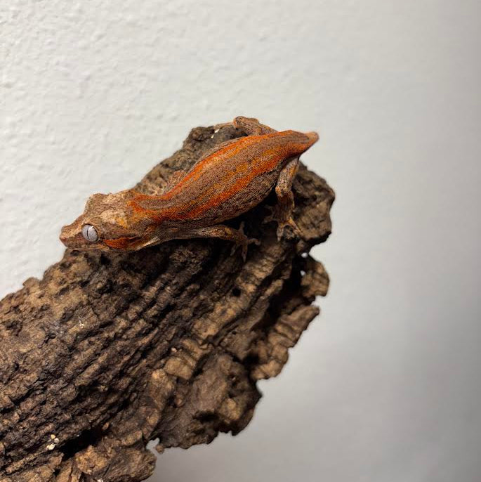 Rhacodactylus auriculatus (Gargoyle Gecko) Red Stripe