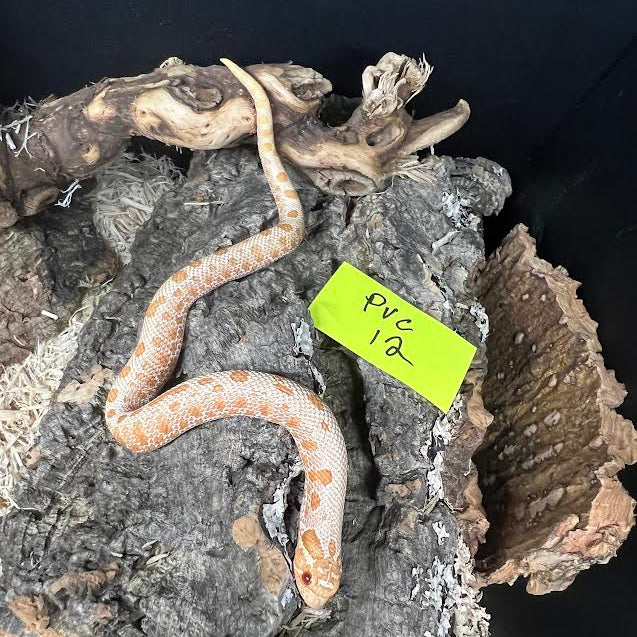 Heterodon nasicus (Western Hognose Snake) Albino Conda Juvenile