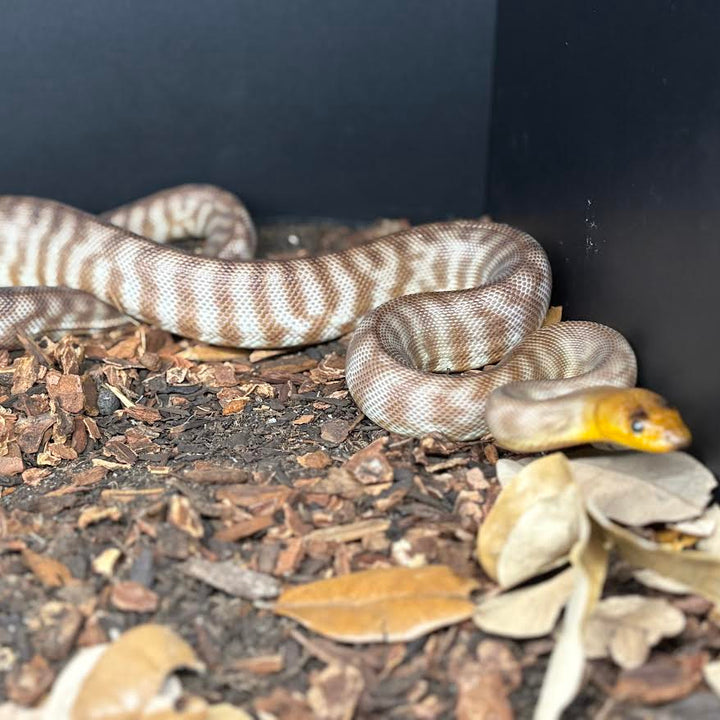 Woma Python (Aspidites ramsayi) MALE