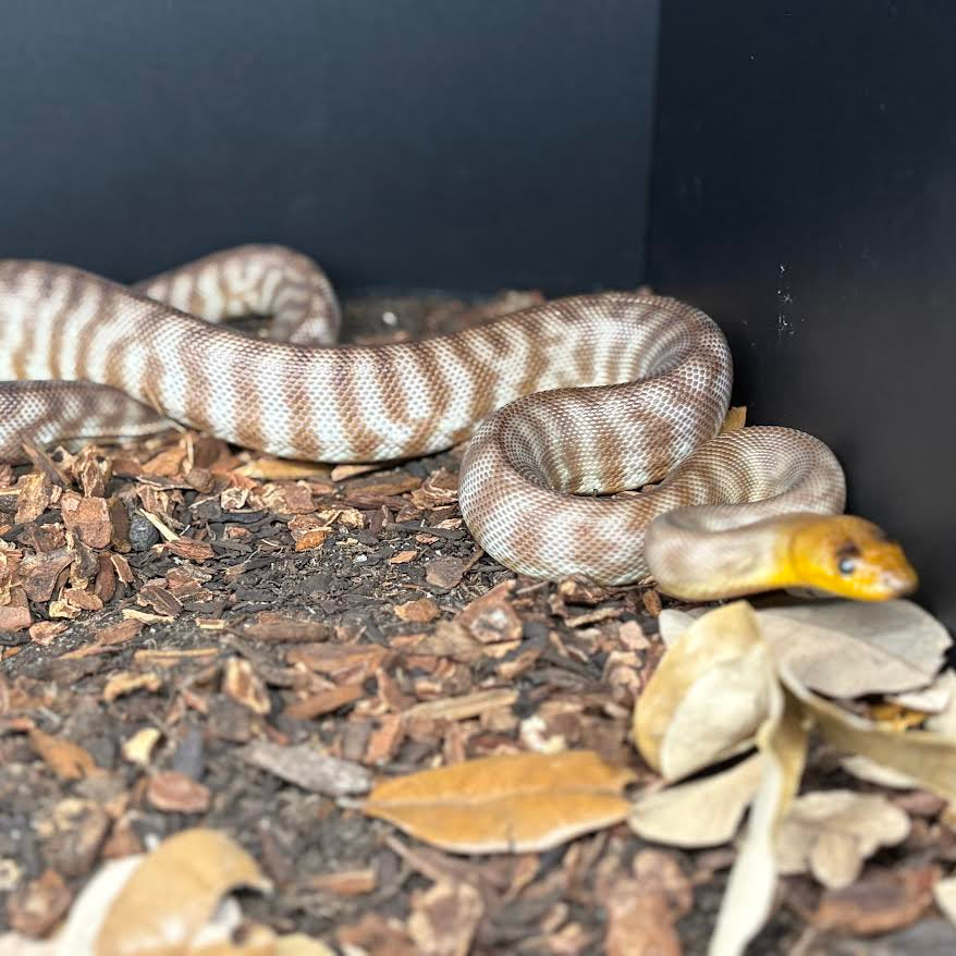 Woma Python Ramsayi Woma Python (Aspidites ramsayi) MALE – Spider Shoppe