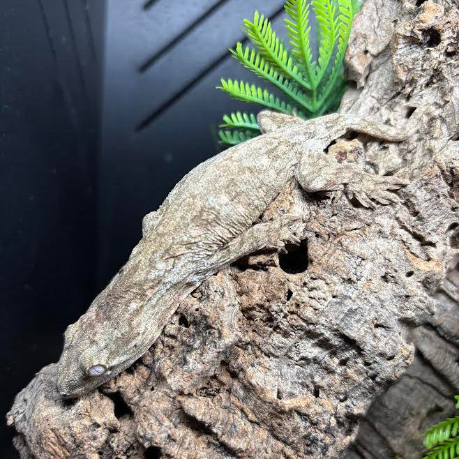Rhacodactylus leachianus (New Caledonian Giant Gecko) Nuu Ami