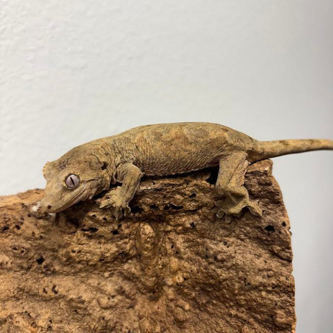 Mniarogekko chahoua (New Caledonian Mossy Gecko) Mainland