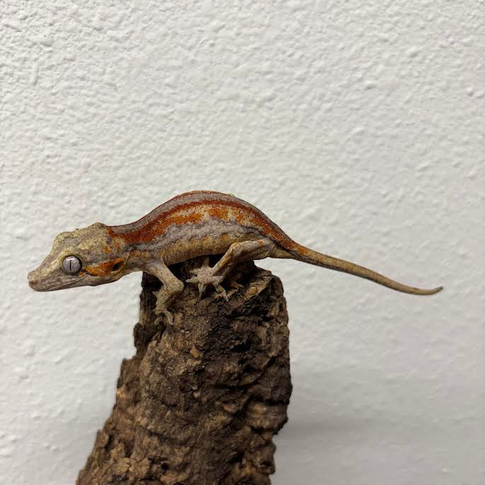 Rhacodactylus auriculatus (Gargoyle Gecko) Red Stripe