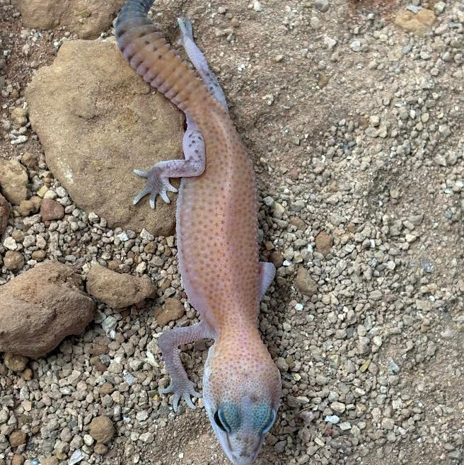 Hemitheconyx caudicinctus (Fat-tailed Gecko) PATTERNLESS