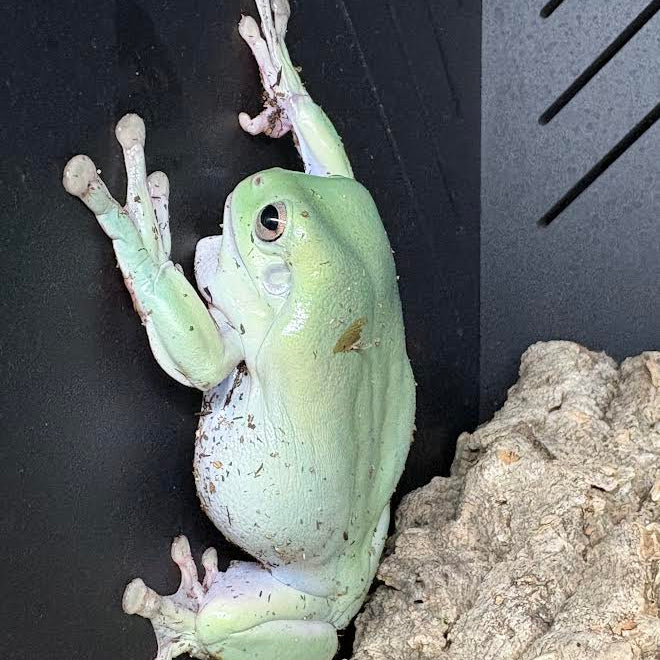 Whites Tree Frog (Litoria caerulea)