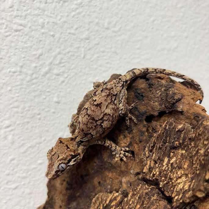 Rhacodactylus auriculatus (Gargoyle Gecko) Normal Reticulated
