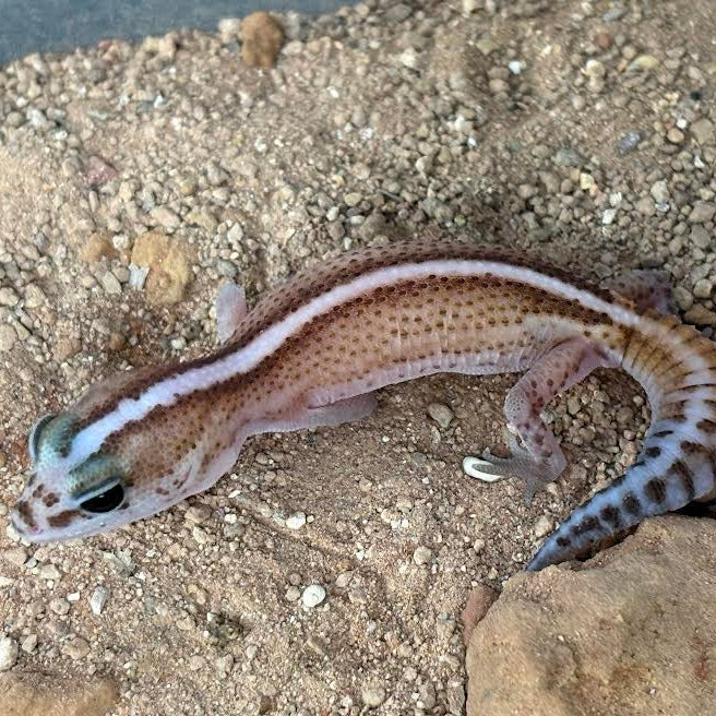 Hemitheconyx caudicinctus (Fat-tailed Gecko) PATTERNLESS STRIPE