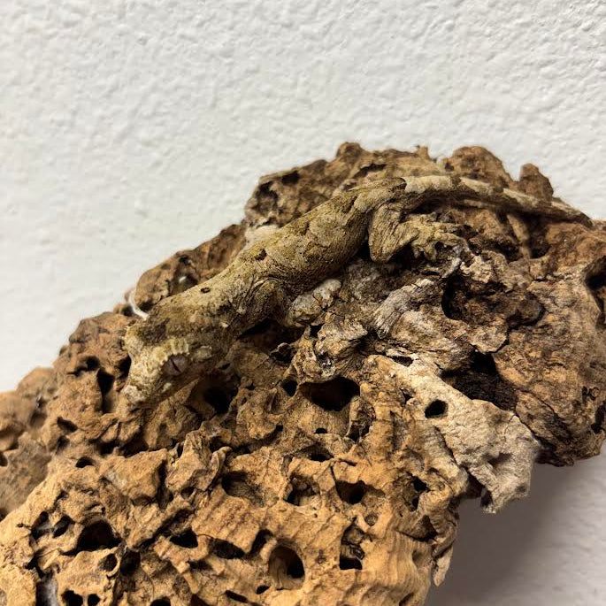 Mniarogekko chahoua (New Caledonian Mossy Gecko) Pine Island