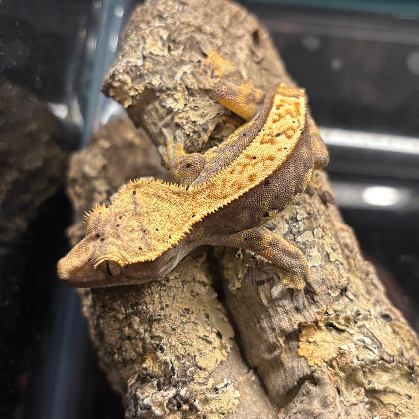 Correlophus ciliatus (Crested Gecko) Dark Lavender Orange Missing Tail