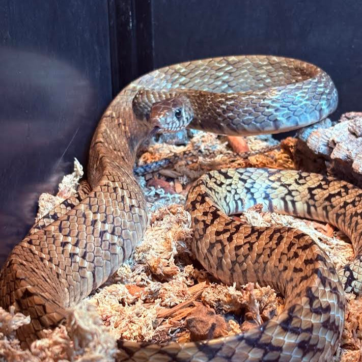 Pytas mucosa (Indian Rat Snake) 4-5'