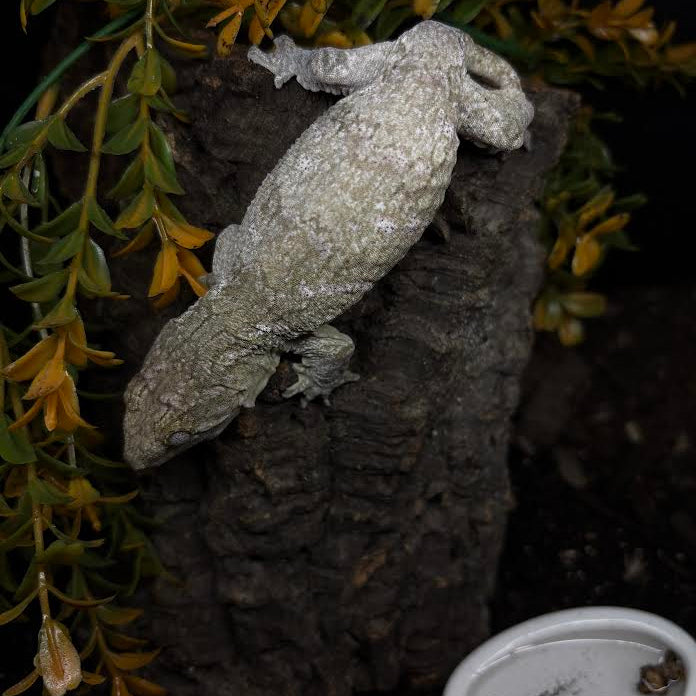 Rhacodactylus leachianus (New Caledonian Giant Gecko) High Color Cross 10-5-23