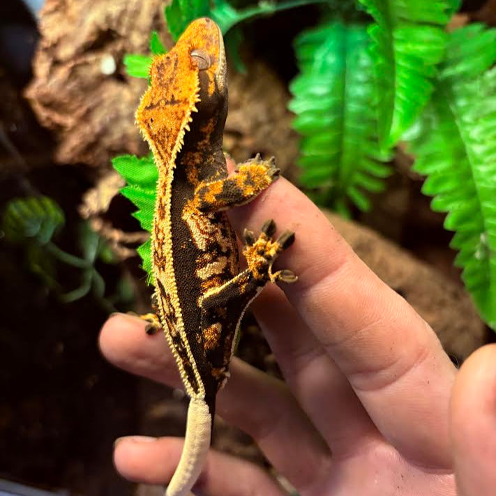 Correlophus ciliatus (Crested Gecko) Full Pinstripe