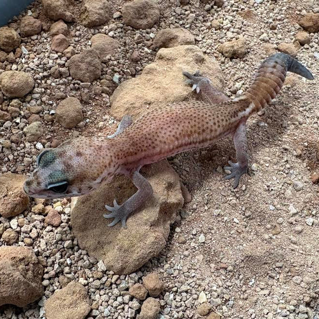Hemitheconyx caudicinctus (Fat-tailed Gecko) PATTERNLESS